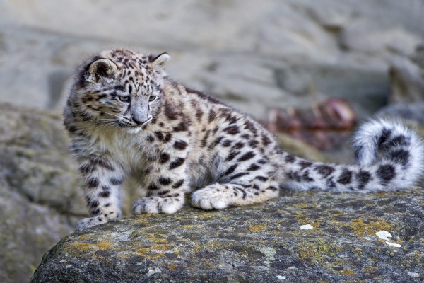 Pequeño leopardo de las nieves sobre una roca