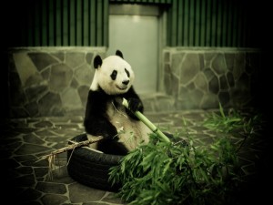 Panda gigante con una rama de bambú