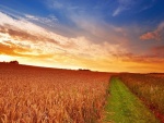 Bonito cielo sobre un campo de trigo