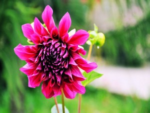 Gran flor de color fucsia