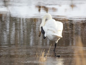 Cisne rascándose el cuello con una pata