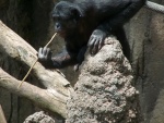 Bonobo con una rama en la boca