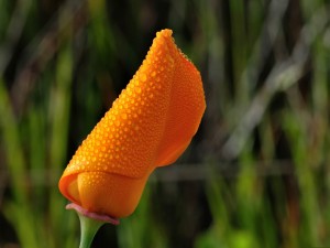 Un flor naranja cubierta de pequeñas gotas de agua