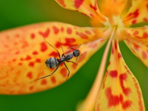 Hormiga caminando por el pétalo de una flor