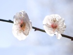 Dos flores blancas en una rama