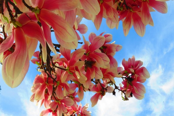 Hermosas flores bajo un cielo azul
