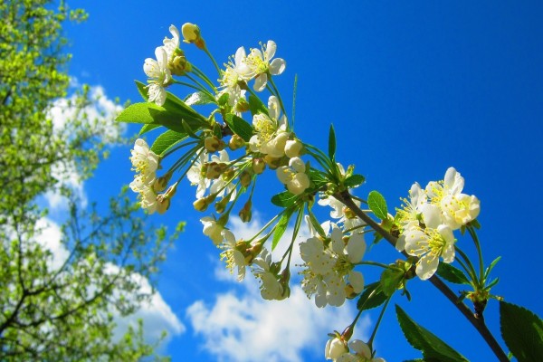 Rama con flores bajo un cielo azul