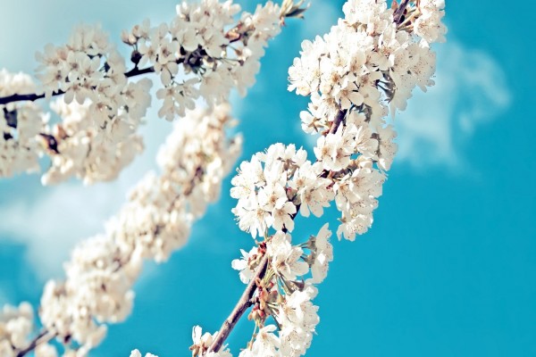 Ramas cubiertas de flores blancas en primavera