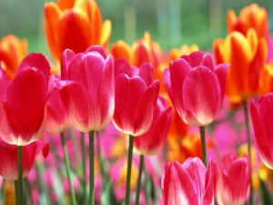 Tulipanes rosas y naranjas en un jardín