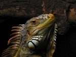 Cabeza de una iguana