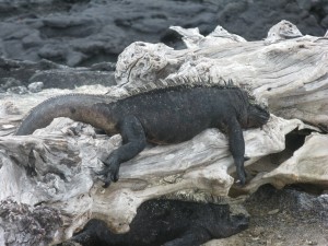 Grandes iguanas tumbadas