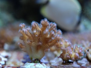 Pequeños corales