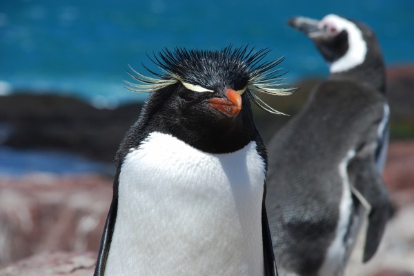 Pingüino de penacho amarillo