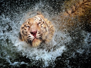Postal: Tigre dándose un baño