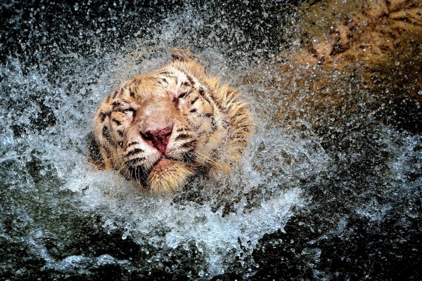 Tigre dándose un baño