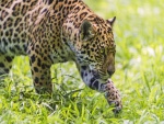 Jaguar acechando en la maleza para cazar a su presa