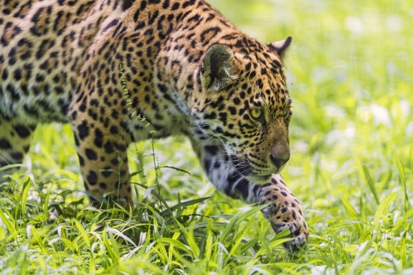 Jaguar acechando en la maleza para cazar a su presa