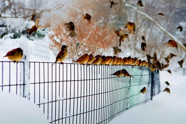 Pájaros en una cerca bajo la nieve