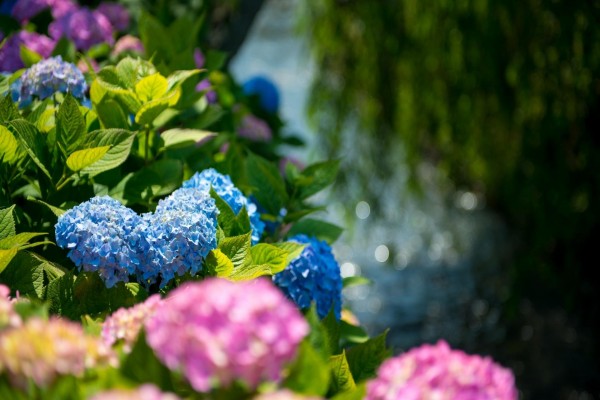 Hortensias azules y rosas