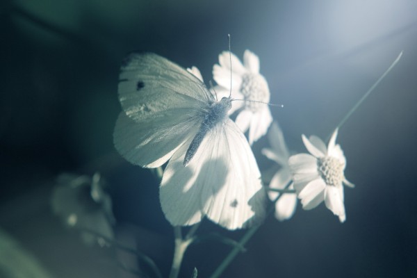 Mariposa junto a unas flores blancas