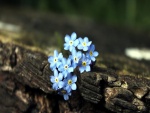 Pequeñas flores azules