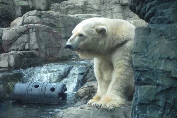 Oso polar en un zoo