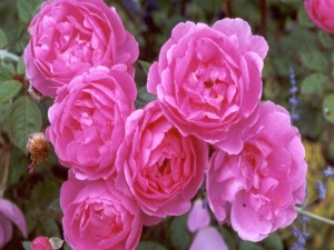 Preciosas rosas de color rosado