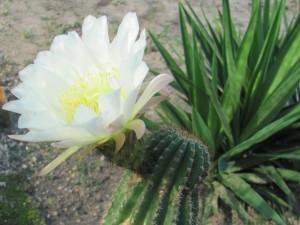 Hermosa flor blanca en un cactus
