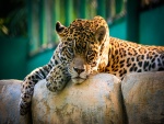Un jaguar descansando y disfrutando de un rayo de sol