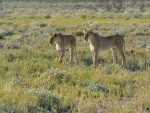 Dos leonas en busca de presas
