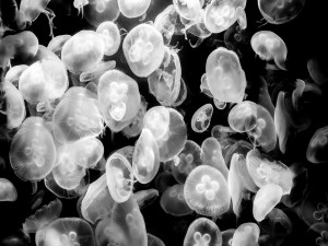 Un montón de medusas en el acuario de Berlín