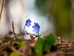 Dos flores azules creciendo en un bosque