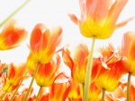 Unos tulipanes anaranjados