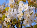Flores blancas en las ramas de un árbol frutal