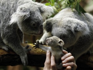 Pequeño koala que no quiere separarse de su familia