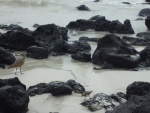 Aves caminando entre las rocas de una playa