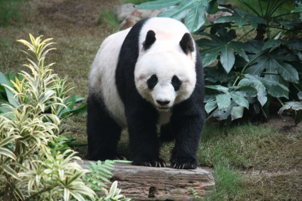 Un panda gigante