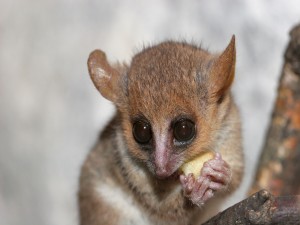 Lémur ratón gris con un pedazo de fruta en sus manos