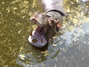 Un gran hipopótamo con la boca abierta