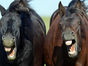 Dos caballos chistosos