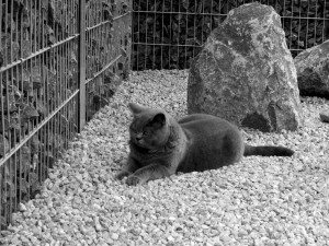 Gato gris tumbado sobre pequeñas piedras