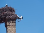 Cigüeña volando junto al nido