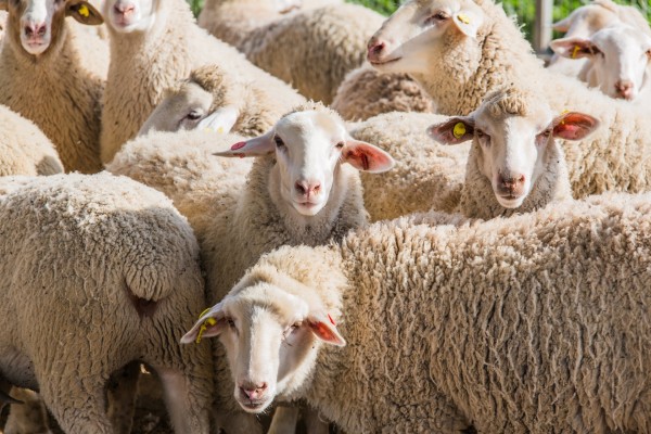 Un grupo de ovejas