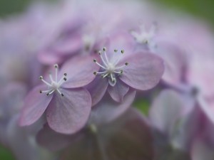 Florecillas de color lila