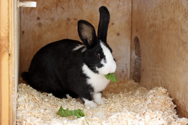 Conejo comiendo una hoja verde