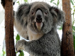 Koala entre dos ramas