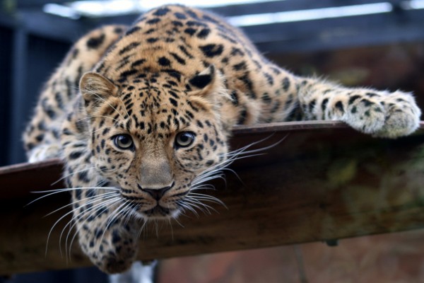 Leopardo en un zoo
