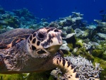 Una tortuga marina en el fondo del mar