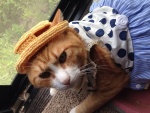 Una gata con vestido y sombrero