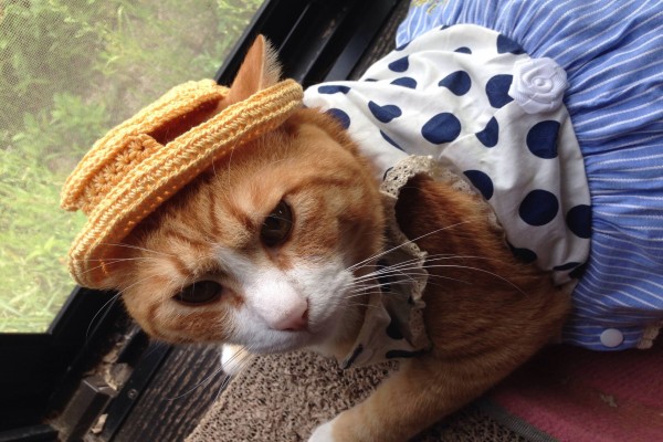 Una gata con vestido y sombrero